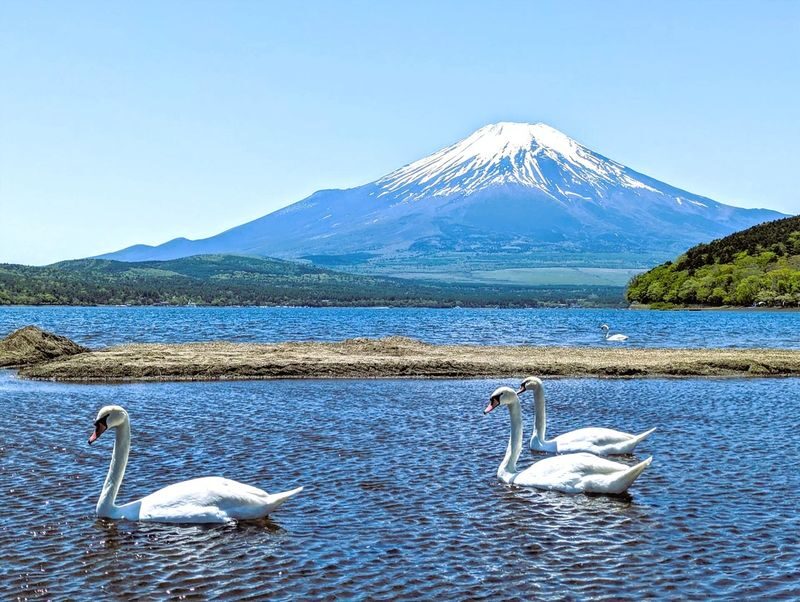 Mount Fuji Parent-Child Day Trip: Fuji Safari Park & Lake Yamanaka Mount Fuji Scenic View & Oshino Hakkai (Chinese/English-speaking leader-Departing from Tokyo/Shinjuku) - Should you book this Fuji day trip?