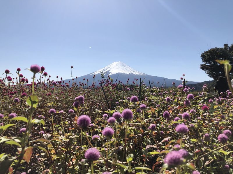 Mount Fuji Premium Cruise and Sake Tour (English Speaking Guide) - A full Fuji day from Shinjuku