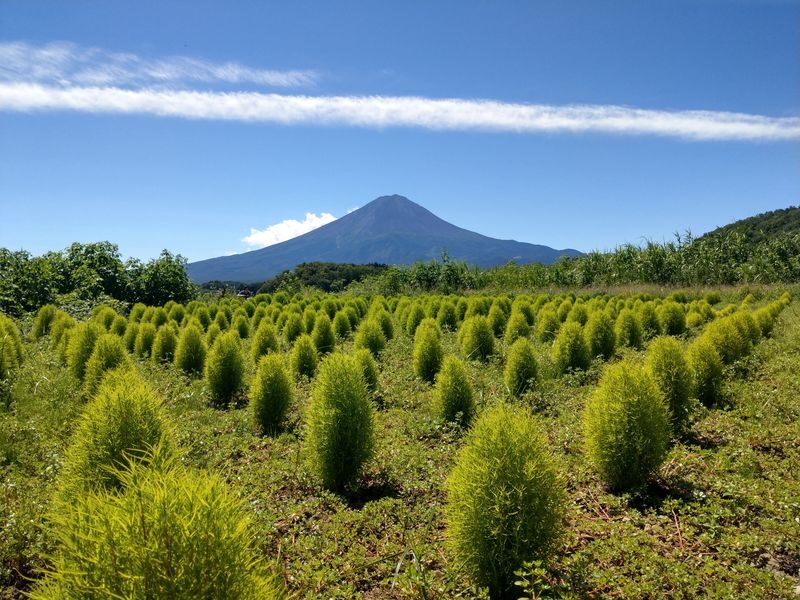 Mount Fuji Premium Cruise and Sake Tour (English Speaking Guide) - Sake at Ide Sake Brewery