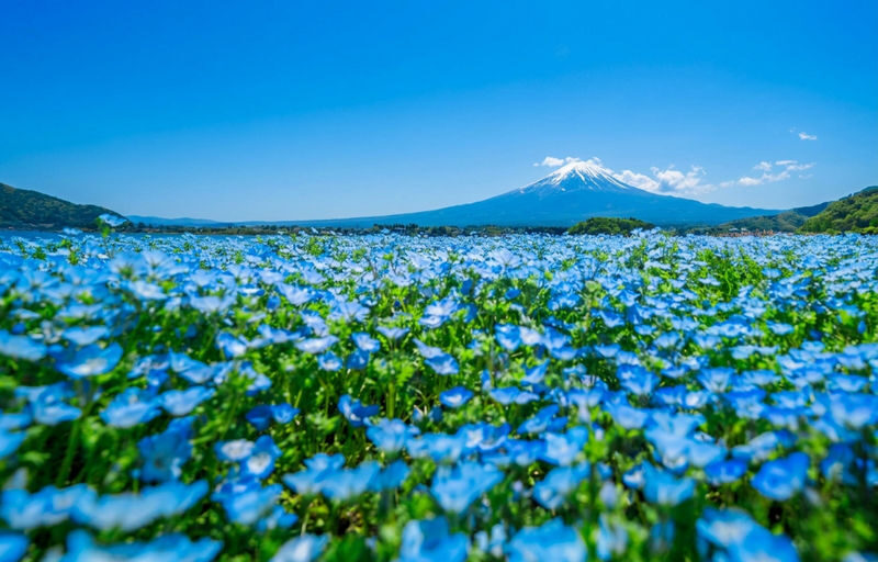 Mount Fuji Scenic Day Tour: Mount Fuji 5th Station, Oshino Hakkai, Arakurayama Sengen Park, Kawaguchiko Panoramic Ropeway, Oishi Park, Lawson Convenience Store (Departing from Tokyo) - Price, package choices and real value