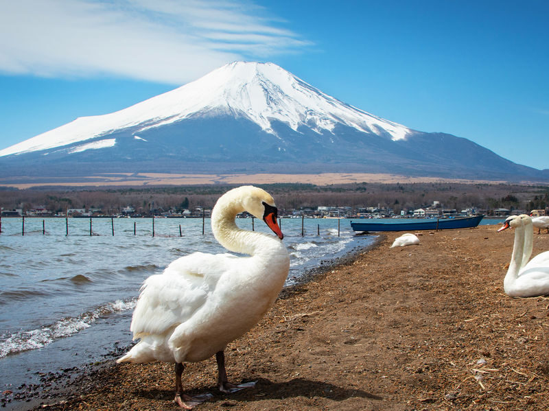 Mount Fuji Yamanakako Cycling/Cruise, Oshino Hakkai, Lake Kawaguchiko Oishi Park/Maple Corridor, Arakurayama Sengen Park/Ladder Town Day Trip | From Tokyo | Small Group (4-9 People) - Kawaguchiko through the seasons