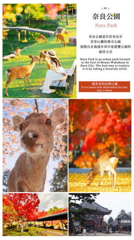 Mount Ikoma & Nara Fun Trip | Sky Cycle + Nara Park Deer Feeding + Todai-ji Temple + Wakakusa Mountain Overlook Day Trip | Depart from Osaka (Ikoma Sanjo Amusement Park or Hirakata Park Optional) - A two-part day out from Osaka