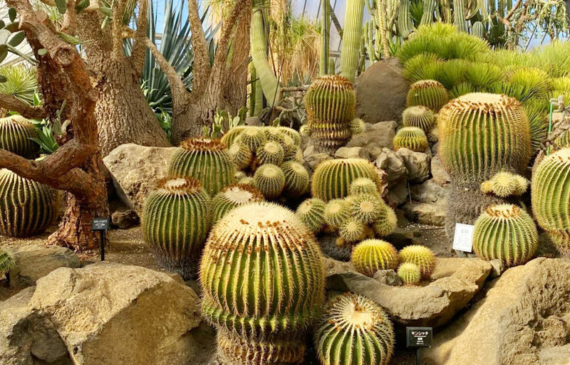 Mount Omuro/Cactus Park & Ocean View Train (with ticket) & Jogasaki Coast Day Trip (Departing from Tokyo) - The practical details that shape the day