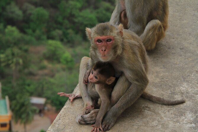 Mount Popa Tour - Key Points