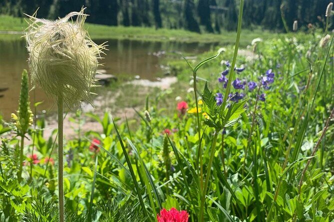 Mount Rainier Full Day Private Tour and Hike - Exploring Mount Rainier: A Detailed Journey