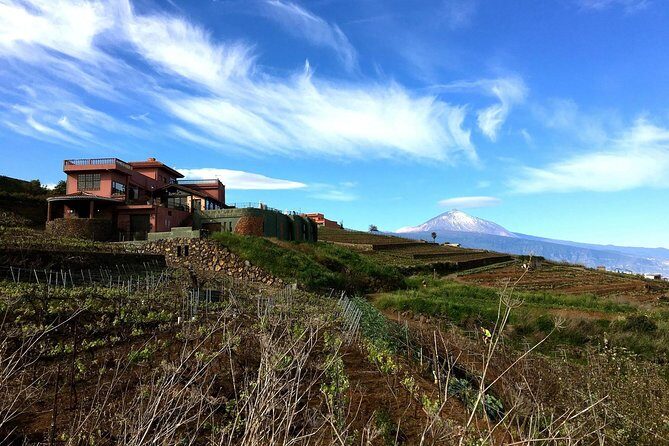 Mount Teide and Tenerife North with Food & Wine Tasting Private Tour - Authentic Travelers’ Opinions
