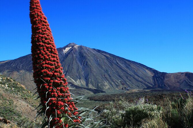 Mount Teide Quad Day Trip in Tenerife National Park - FAQ