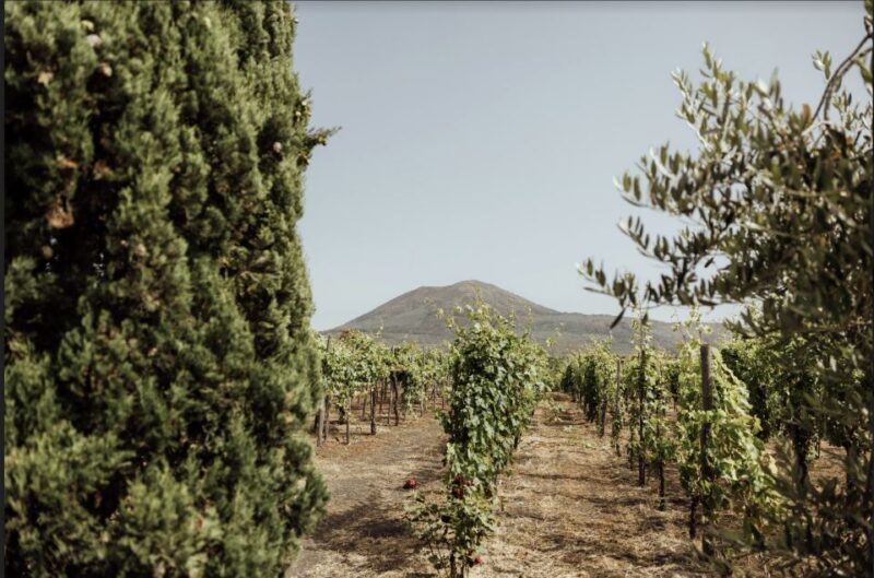 Mount Vesuvius: Vineyard Tour with Wine Tasting and Lunch - Who Should Consider This Tour?