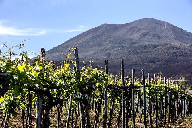 Mount Vesuvius & Wine Tasting with Lunch Private Tour - The Sum Up