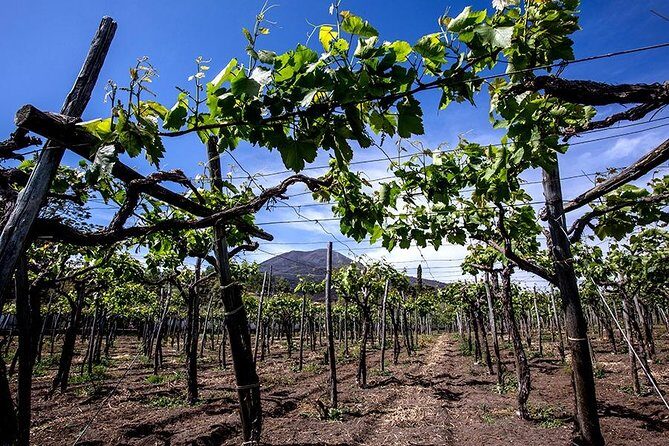 Mount Vesuvius & Wine Tasting with Lunch Private Tour from Amalfi Coast - An In-Depth Look at the Mount Vesuvius & Wine Tasting Tour