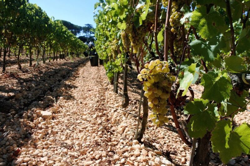 Mount Vesuvius Wine Tour with Tastings and Lunch - A Deep Dive into the Experience