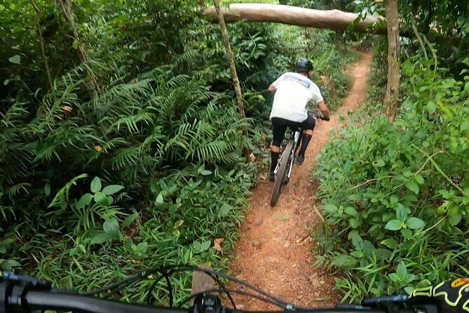 Mountain Bike Tour - Cairns - Mountain Bike Tour - Cairns: An Adventure in the Rainforest