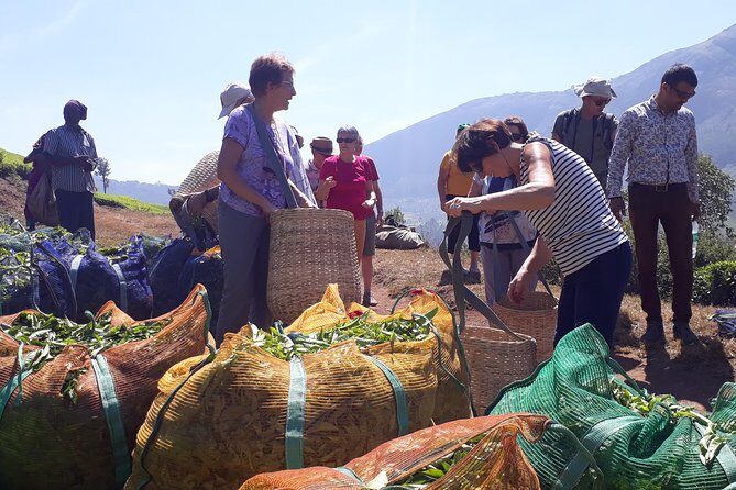 Mountain Hiking in Munnar (half day) By Munnar Info - Why This Tour Stands Out