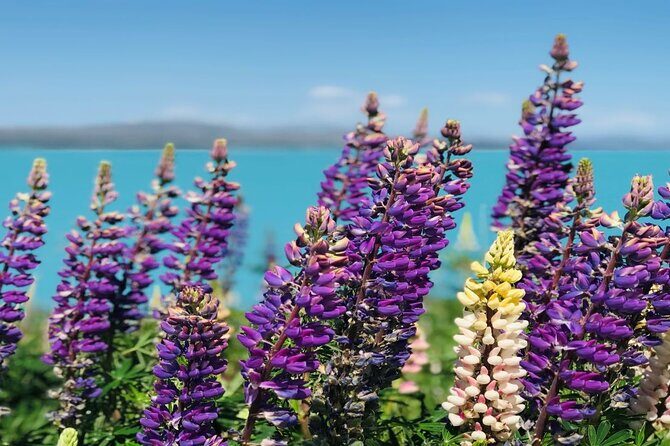 Mt Cook to Christchurch One-Way Small Group Tour via Lake Tekapo - Detailed Review of the Mt Cook to Christchurch Small Group Tour