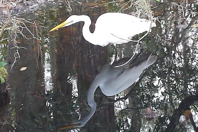 Mt. Dora Canal Boat Tours with Lunch - Scenic Serenity: A Review of the Mt. Dora Canal Boat Tours with Lunch