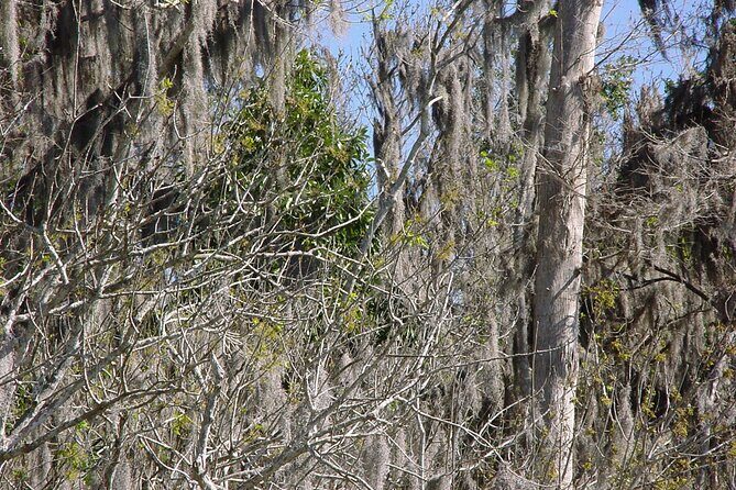 Mt. Dora Canal Boat Tours with Lunch - Who Should Consider This Tour?
