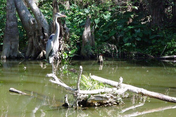 Mt. Dora Canal Boat Tours with Lunch - Frequently Asked Questions