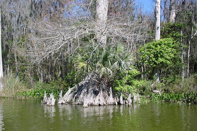 Mt. Dora Canal Boat Tours with Lunch - Final Thoughts