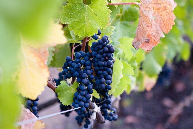 Mt Etna and Wine tasting tour from Catania - Exploring Mount Etna: A Full Review
