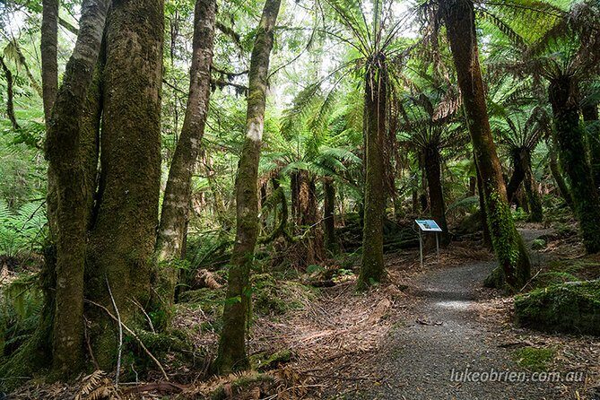Mt Field and Styx Valley Photography Tour - An In-Depth Look at the Tour Experience