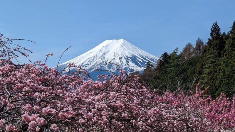 Mt. Fuji: 1-Day Private Tour from Tokyo with Certified Guide - Key Points