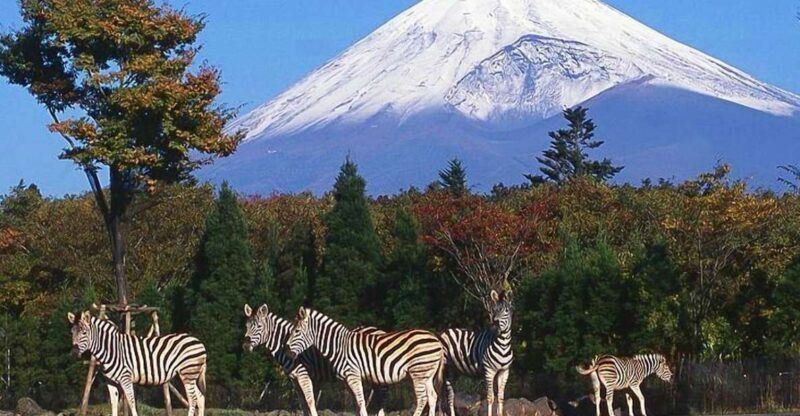Mt Fuji : 10 hours Private Tour in Luxury Private Car - A Personal Touch to Japan’s Icon: Mt. Fuji Private Luxury Tour