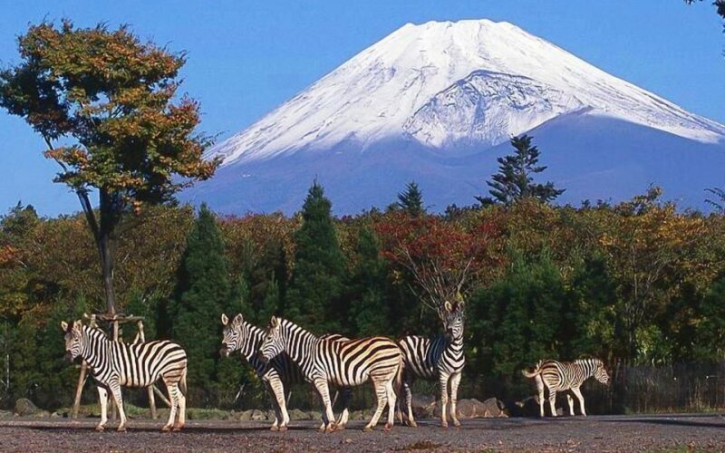 Mt Fuji : 10 hours Private Tour in Luxury Private Car - Authentic Experiences and Practicalities