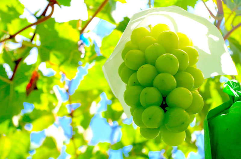 Mt. Fuji 5th Station, Ice Cave Adventure & Seasonal Fruit Picking All-You-Can-Eat Day Bus Tour from Shinjuku - Lake Kawaguchi, ropeway and Oishi Park