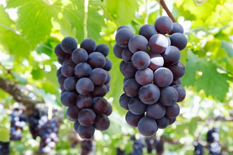 Mt. Fuji 5th Station, Ice Cave Adventure & Seasonal Fruit Picking All-You-Can-Eat Day Bus Tour from Shinjuku - Who should book this Mount Fuji day tour?