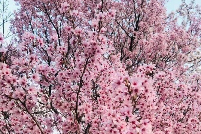 Mt Fuji 5th Station, Oshino Hakkai, Kawaguchiko Matcha Experience - Who Should Consider This Tour?