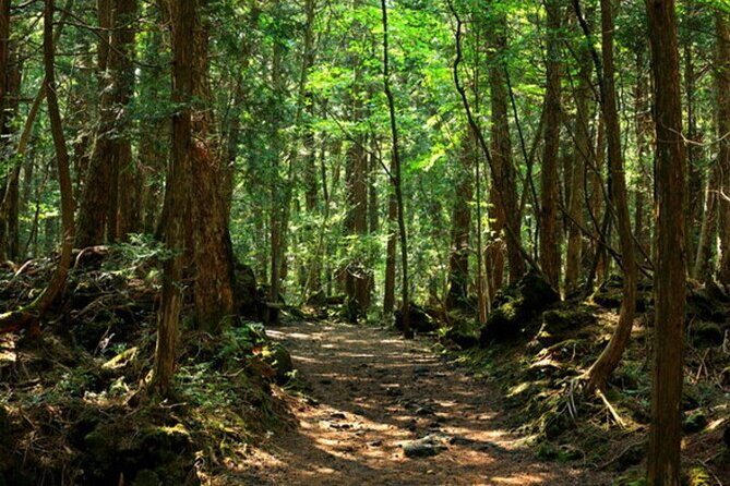 Mt. Fuji Aokigahara Forest Tour with Licensed Guide and Vehicle - Key Points