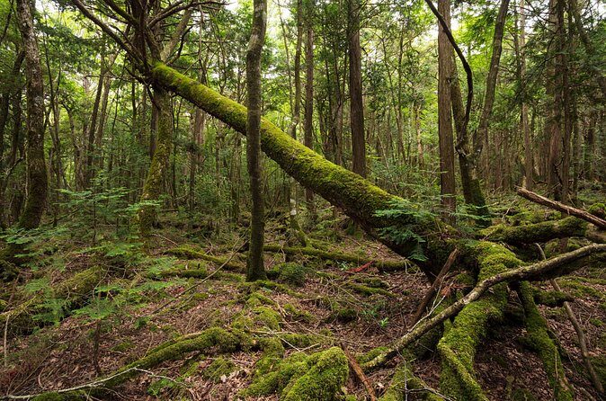 Mt. Fuji Aokigahara Forest Tour with Licensed Guide and Vehicle - FAQs