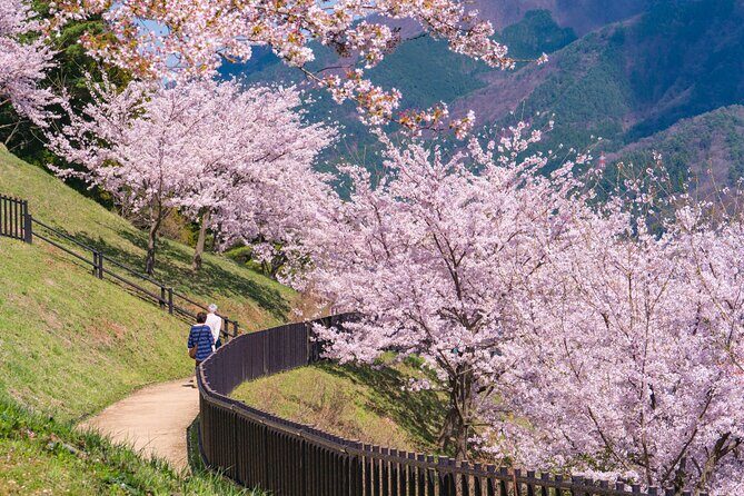 Mt. Fuji Cherry Blossom One Day Tour From Tokyo - Who Is This Tour Best For?