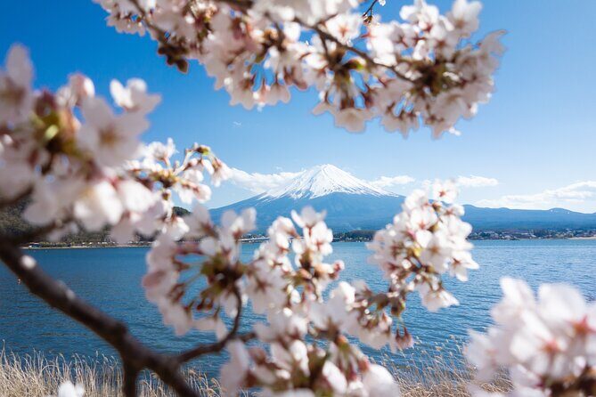 Mt. Fuji Cherry Blossom One Day Tour From Tokyo - FAQ