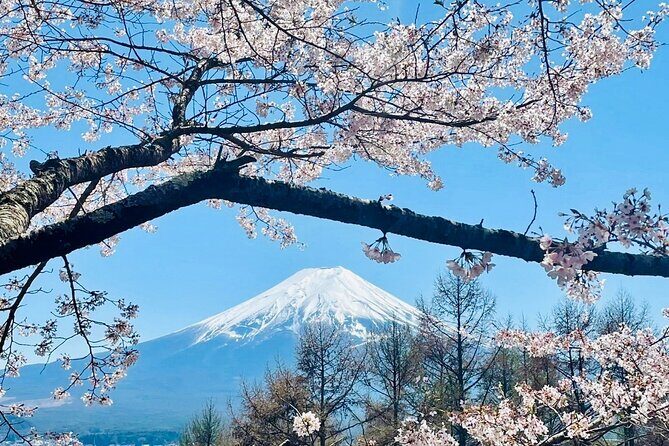 Mt. Fuji, Cherry Blossom & Shiba Sakura Pvt. Day Tour - Key Points