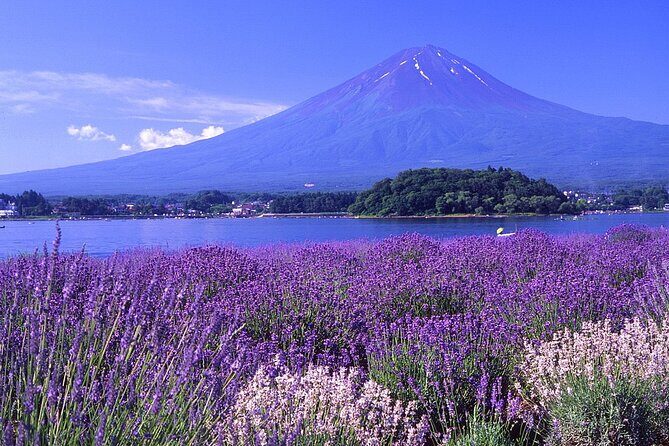 Mt. Fuji & Hakone Area Highlight Spots Car pooling Tour - FAQs