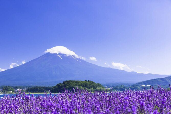 Mt. Fuji Hikawa Clock Shop Oshino Hakkai and Oishi Park Day Trip - Practical Details & What You Get