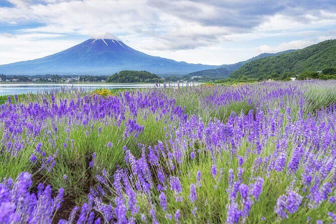 Mt. Fuji Instagram Spots Day Trip Oshino Hakkai Oishi Park & More - Final Thoughts: Is It Worth It?