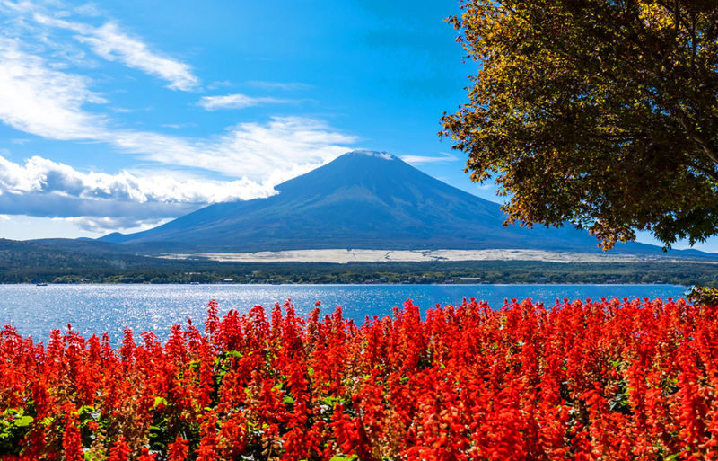 Mt. Fuji Instagram-Worthy Spots Day Tour: Ladder Town, Oshino Hakkai, Lake Kawaguchi, Lawson Convenience Store (Departing from Tokyo Station or Shinjuku Station) - Price, comfort and who gets the best value
