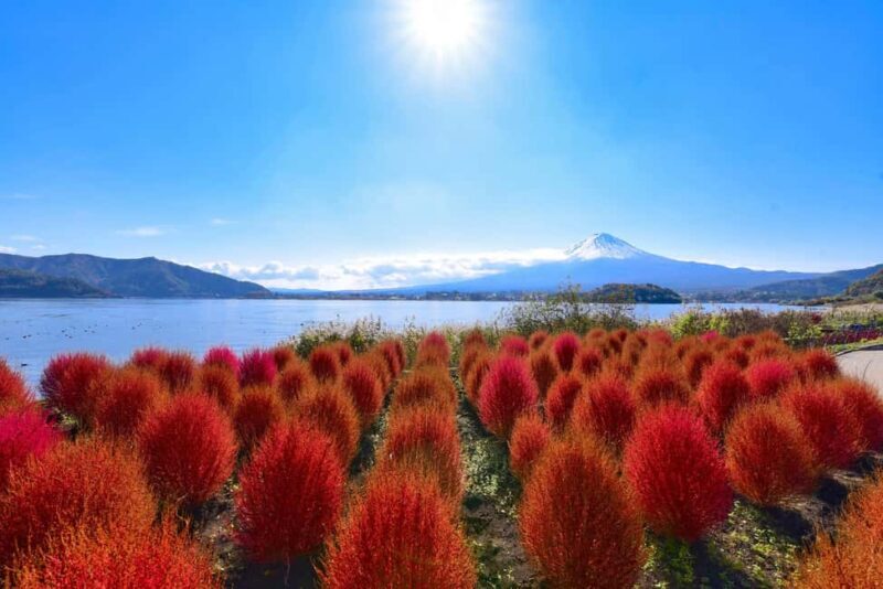 Mt.Fuji, Lake Kawaguchiko, Oishi Park & Saiko Village Tour - Who Should Book This Tour?