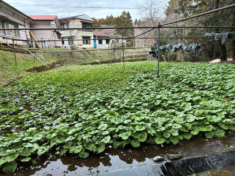 Mt Fuji, Shizuoka Wasabi Farm Tour with Hokusai Train & Bullet Train - The wasabi farm makes the day personal