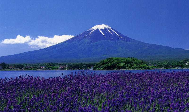 Mt. Fuji Small Group Day Tour: Lake Kawaguchiko Oishi Park & Arakurayama Sengen Park & Oshino Hakkai & Hikawa Clock Shop & Popular Lawson (Departing from Tokyo, optional hotel pick-up and drop-off) - Oishi Park, blossoms, leaves, and lake views