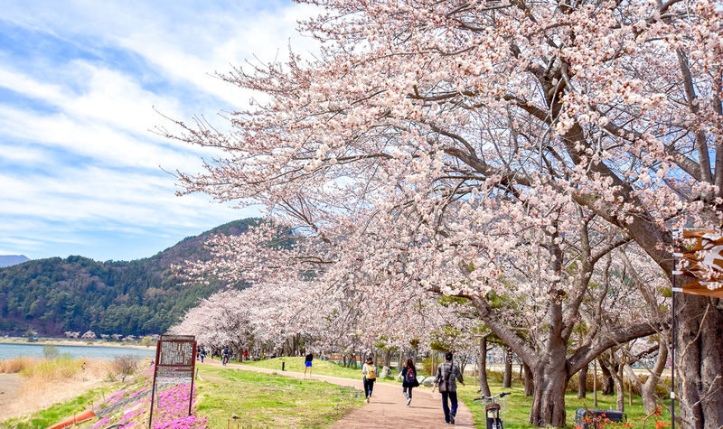 Mt. Fuji Small Group Day Tour: Lake Kawaguchiko Oishi Park & Arakurayama Sengen Park & Oshino Hakkai & Hikawa Clock Shop & Popular Lawson (Departing from Tokyo, optional hotel pick-up and drop-off) - What the guide adds to a self-guided day
