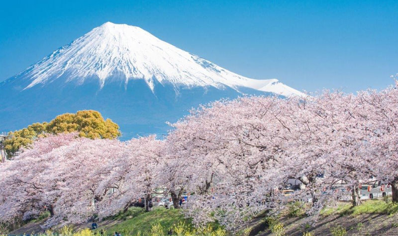 Mt. Fuji Small Group Day Tour: Lake Kawaguchiko Oishi Park & Arakurayama Sengen Park & Oshino Hakkai & Hikawa Clock Shop & Popular Lawson (Departing from Tokyo, optional hotel pick-up and drop-off) - Practical points before you book