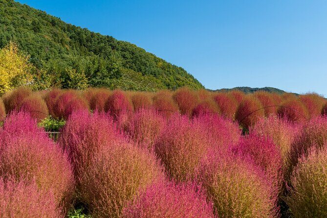 Mt Fuji Tour from Shimizu Port by Private Car - Who This Tour Is Perfect For