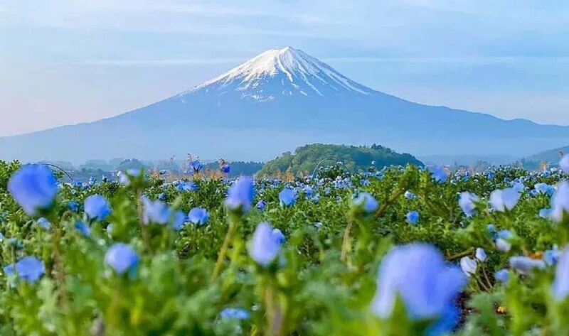 Mt. Fuji Tour: Lake Kawaguchiko Ropeway,Matcha,Oshino Hakkai - The Full Experience Breakdown