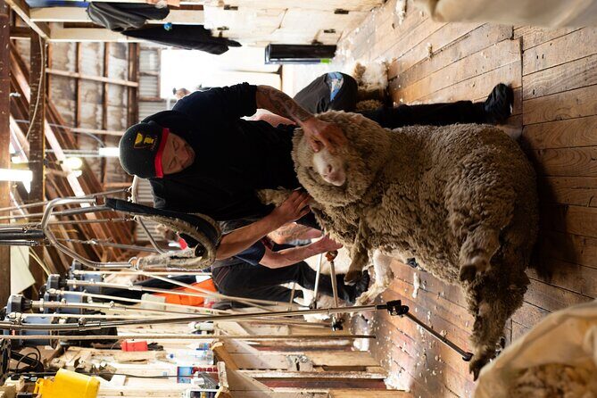 Mt. Hay Farm Experience Genuine Country Farming(Carbon Positive) - Discovering the Mt. Hay Farm Experience: Authentic High-Country Farming Near Lake Tekapo