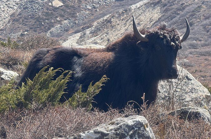 Mt. Kanchenjunga South to North Base Camp Trekking - Final Thoughts: Who Will Love This Trek?