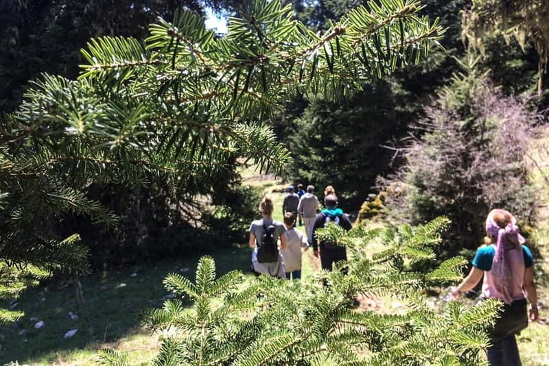 Mt. Parnassos: Mountain Bike in Altitude Forest - Setting the Scene: The Magic of Mt. Parnassos