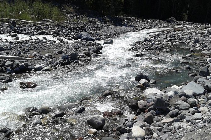 Mt Rainier Private Tour Experience in SUV - Short Hikes and Photo Opportunities